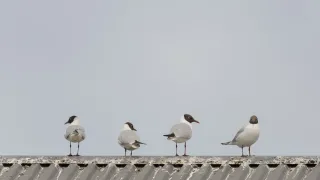 Neljä naurulokkia seisoo katolla