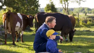Aikuinen, lapsi ja lehmiä ulkolaitumella.