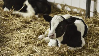 Vasikka makaa kuivikepedillä.