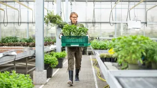 Mies kantaa laatikkoa kasvihuoneella.