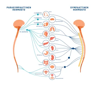 Piirroskuva hermostoista