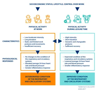 The mechanisms of influence that explain why exercise during work does not necessarily improve. Socioeconomic status, lifestyle and work control are at the top and the arrows point downwards along two different paths, one of which is physical workload and the other is physical workload during leisure time.