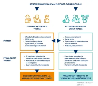 Fyysisen aktiivisuuden paradoksi. 